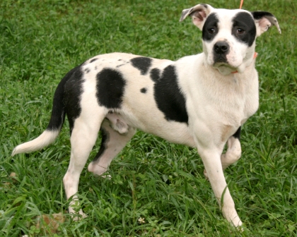 Other Photos of thie Dog
