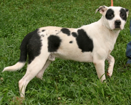Other Photos of thie Dog
