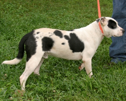Other Photos of thie Dog