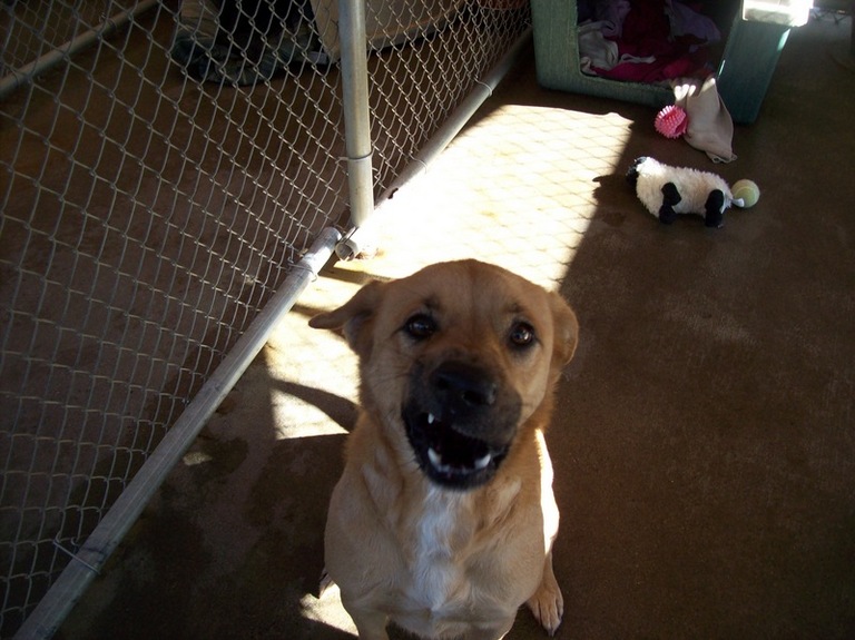 Other Photos of thie Dog