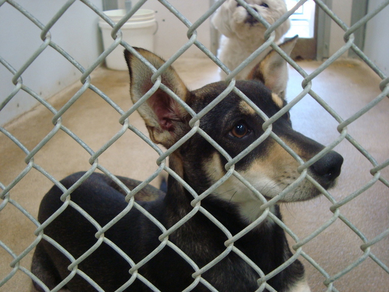 Other Photos of thie Dog