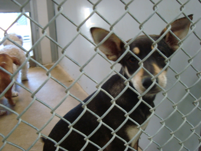 Other Photos of thie Dog