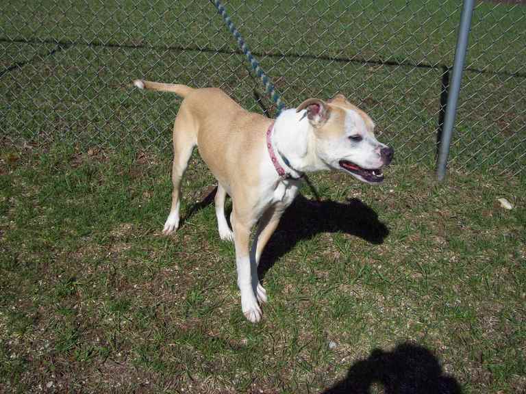 Other Photos of thie Dog