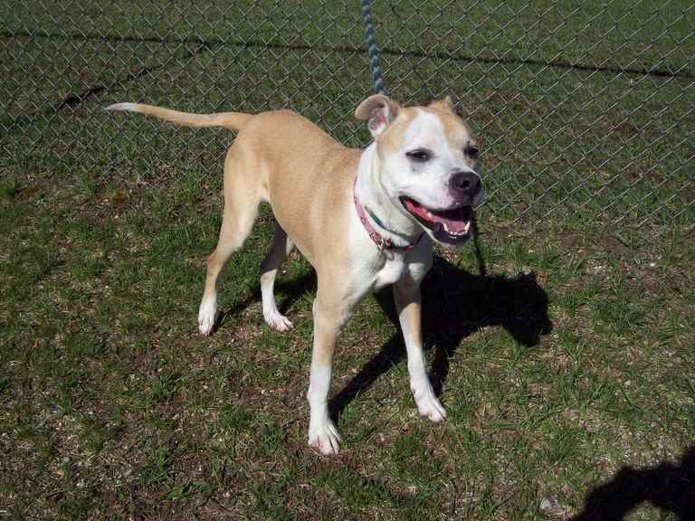 Other Photos of thie Dog