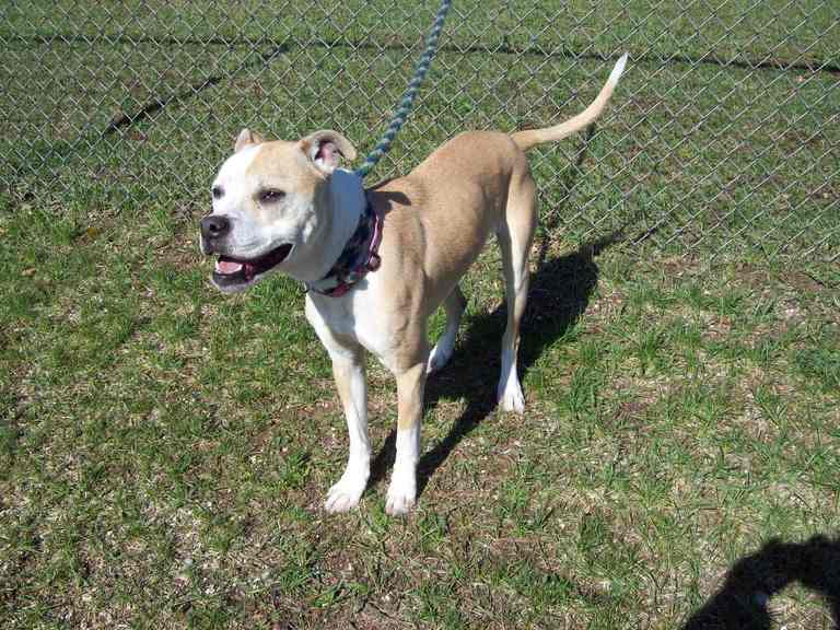 Other Photos of thie Dog
