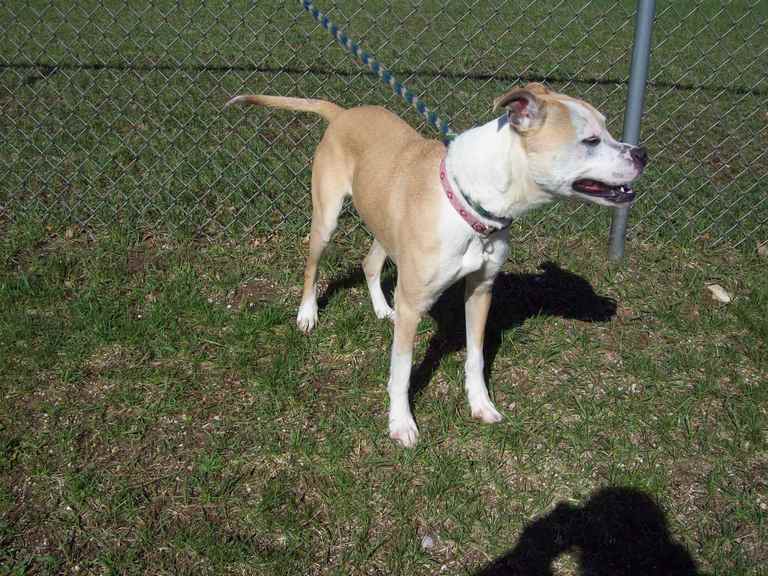Other Photos of thie Dog