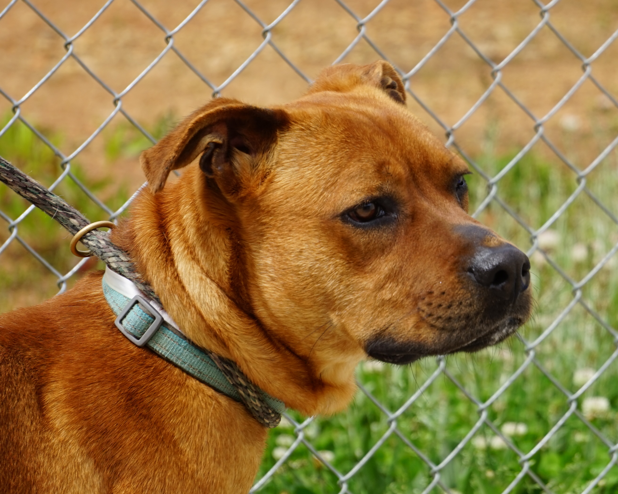 Other Photos of thie Dog