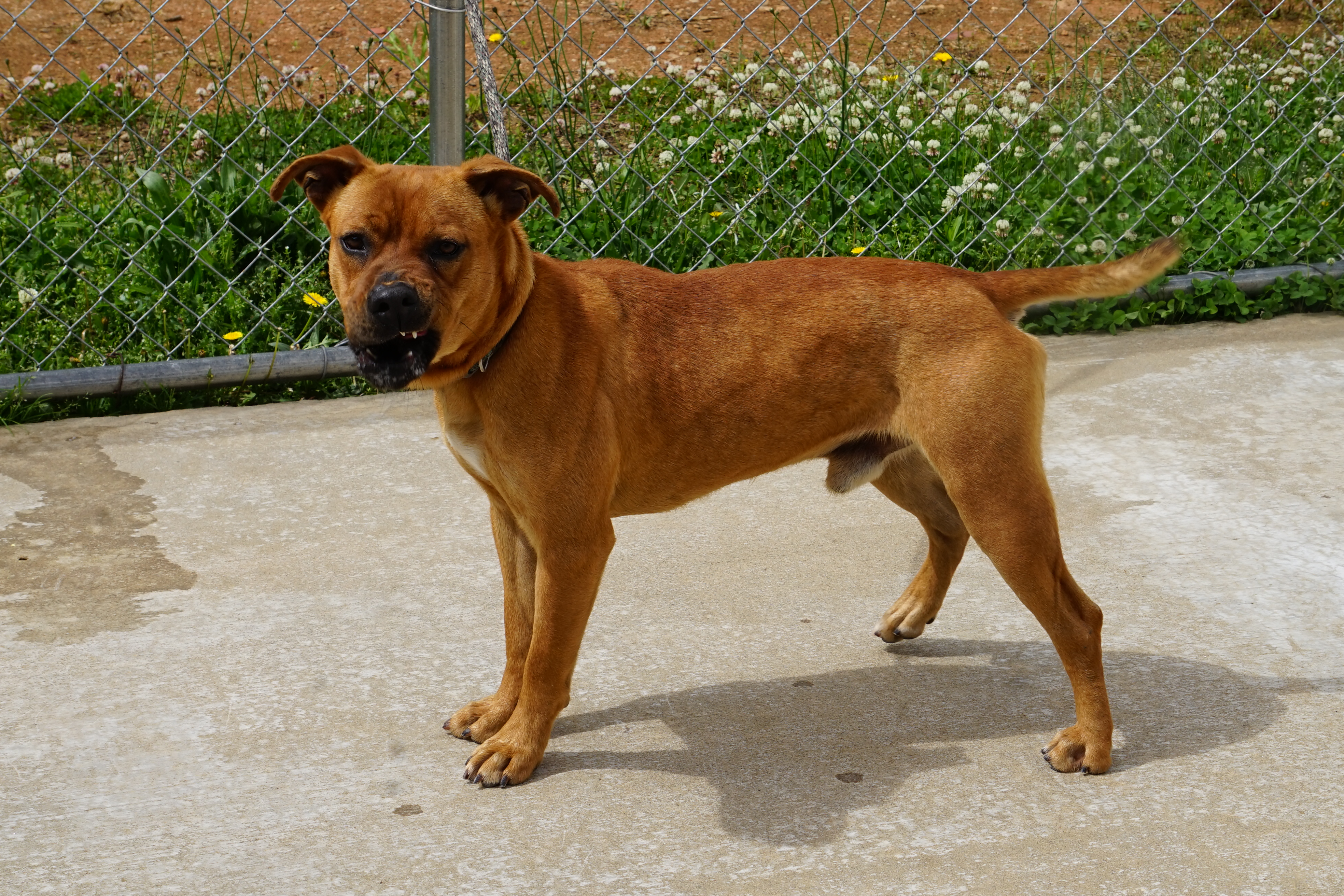 Other Photos of thie Dog