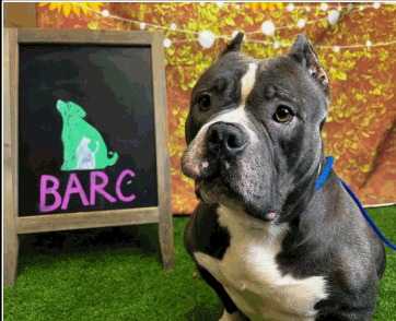 Main Photo of this Dog