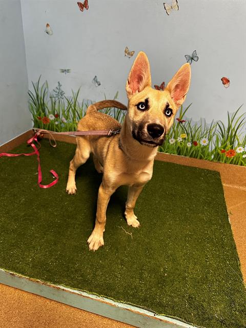 Main Photo of this Dog