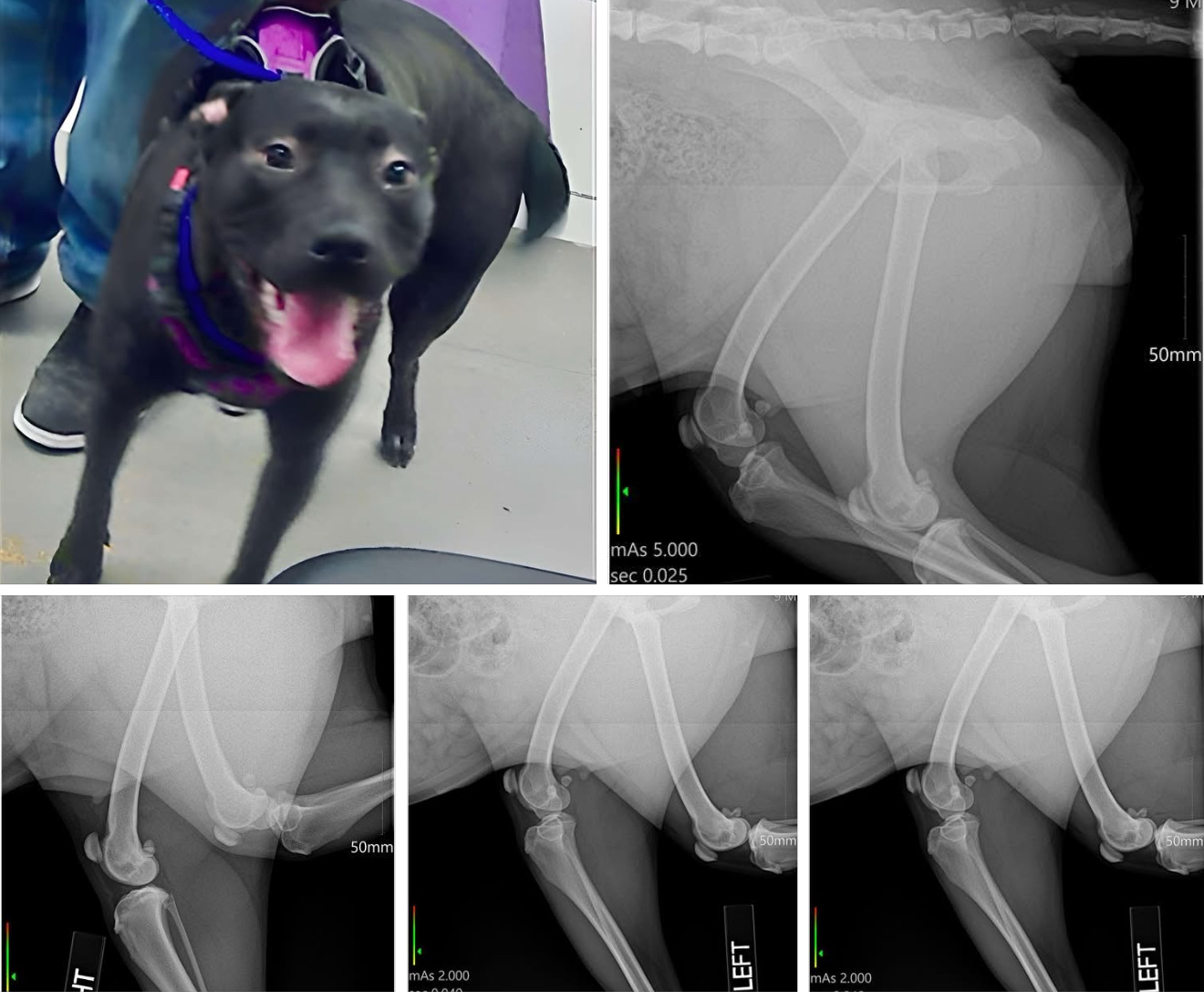 Main Photo of this Dog