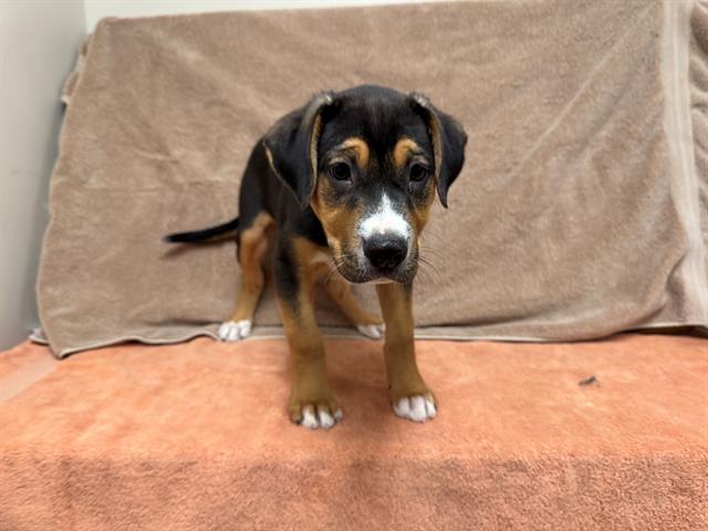 Main Photo of this Dog