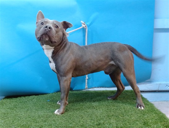Other Photos of thie Dog