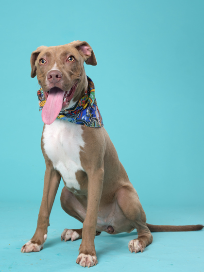 Nina, a Terrier, available for adoption