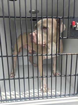 Nehemiah, a Terrier, available for adoption