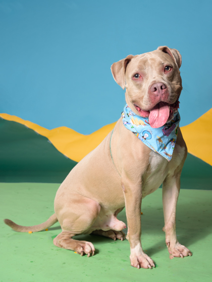 Nehemiah, a Terrier, available for adoption