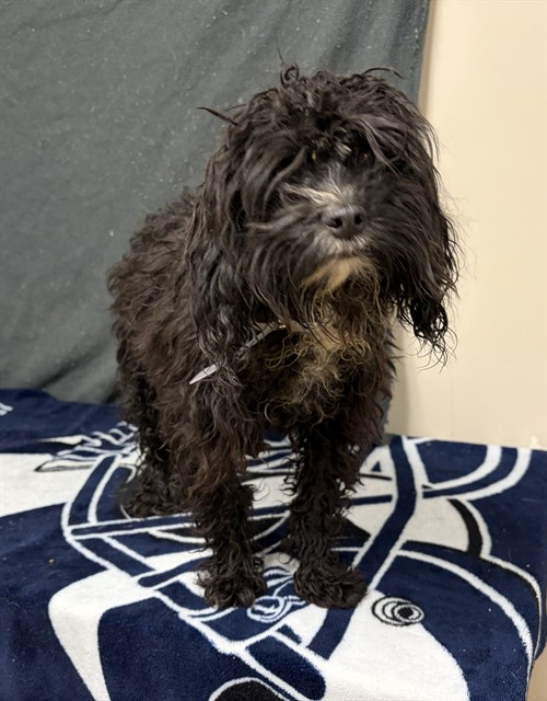A5790760, a Maltese, available for adoption