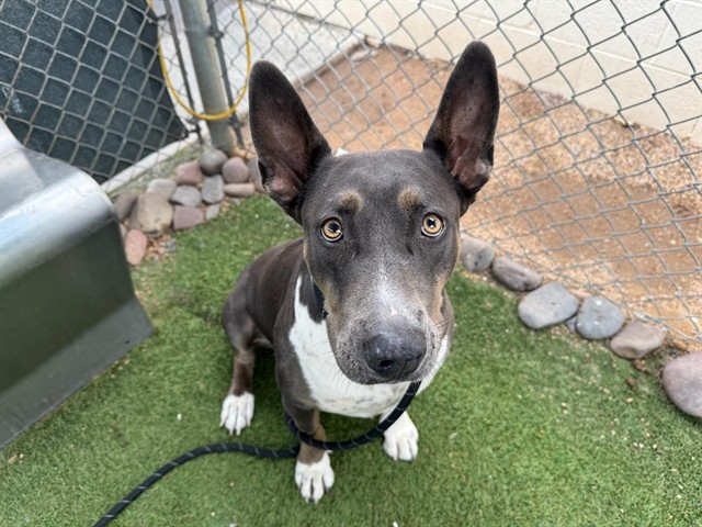Luna, a Catahoula Leopard Dog (mix breed), available for adoption