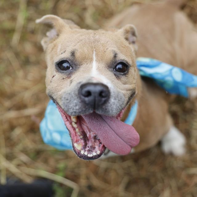 Sicily, a American Staffordshire Terrier (mix breed), available for adoption