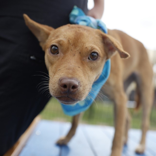 Bell, a American Staffordshire Terrier (mix breed), available for adoption