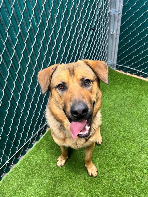 Lemon, a German Shepherd, available for adoption