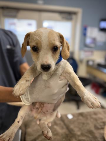 A1929268, a Terrier (mix breed), available for adoption