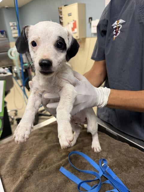 A1929275, a Terrier (mix breed), available for adoption