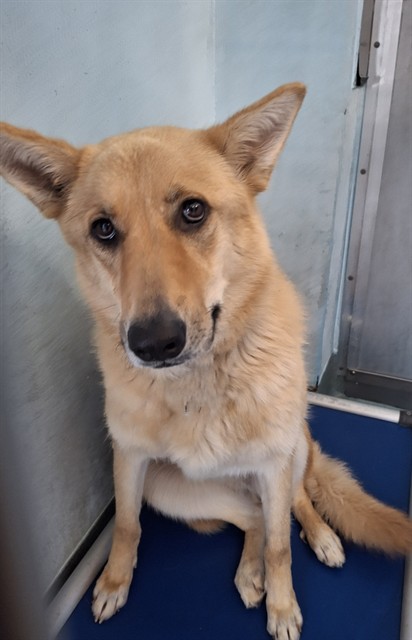 Chloe, a Carolina Dog, available for adoption