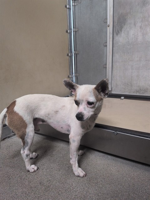 A5792573, a Chihuahua, available for adoption