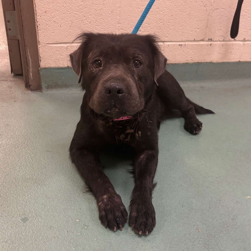 Other Photos of thie Dog