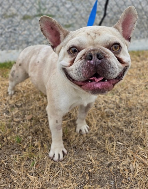 Steven, a French Bulldog, available for adoption