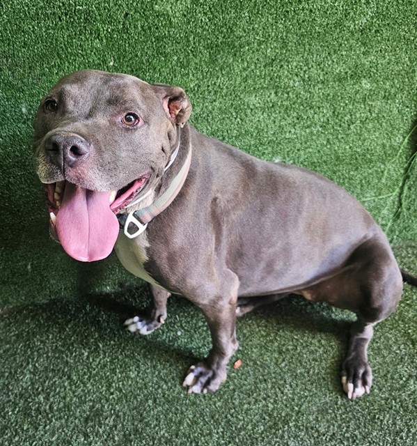 Penny, a Pit Bull Terrier, available for adoption