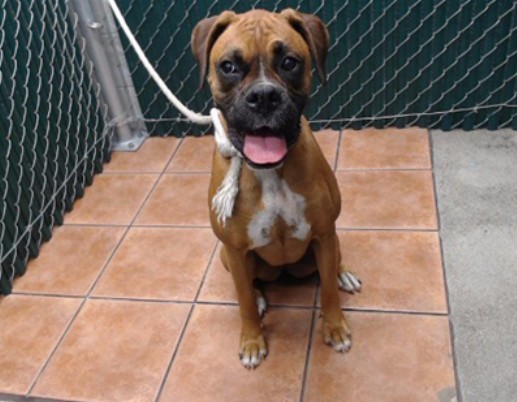 Adoptable pet photo