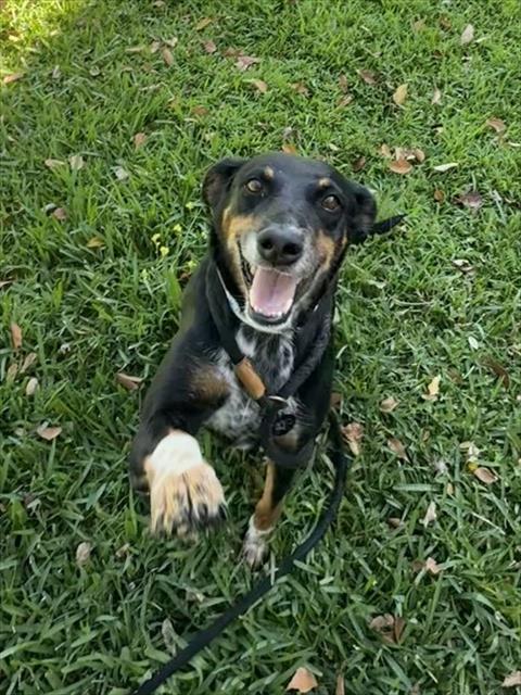 Adoptable pet photo