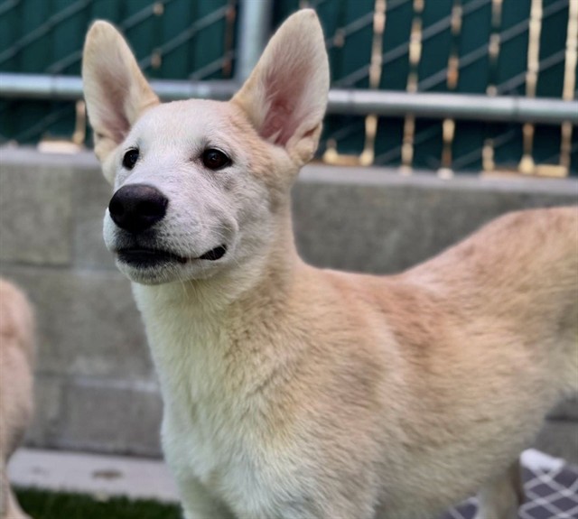 Tails, a Shepherd (mix breed), available for adoption