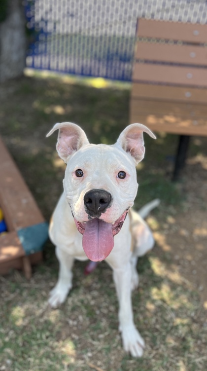 Adoptable pet photo
