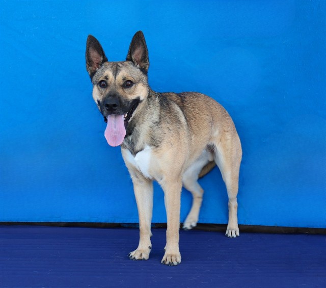 Buddy, a German Shepherd, available for adoption