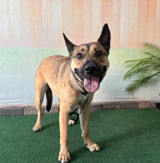 Adoptable pet photo