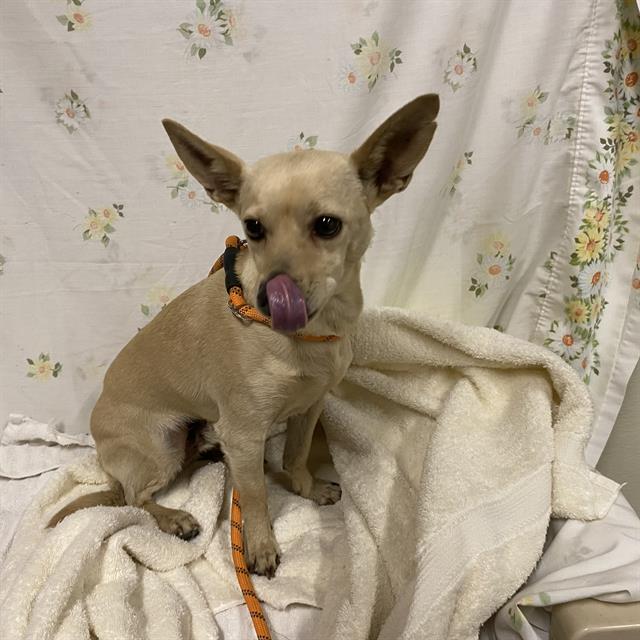Adoptable pet photo