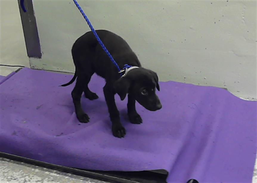 Adoptable pet photo