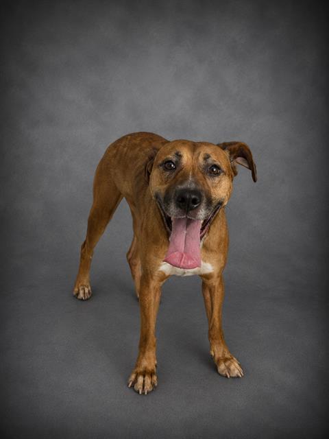 Adoptable pet photo