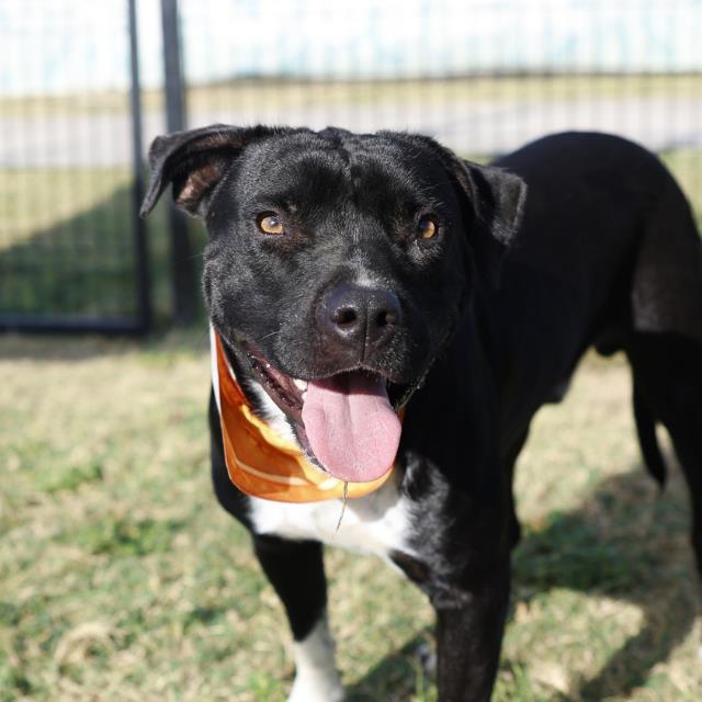 American Staffordshire Terrier (mix breed) available for adoption