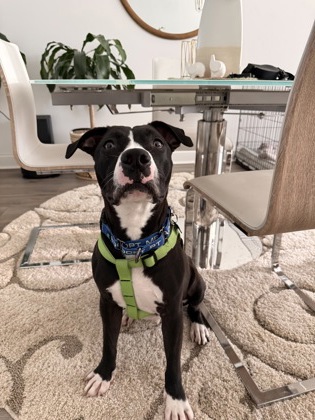 Poppa, a American Staffordshire Terrier (mix breed), available for adoption
