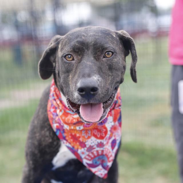 Natalie, a American Staffordshire Terrier, available for adoption