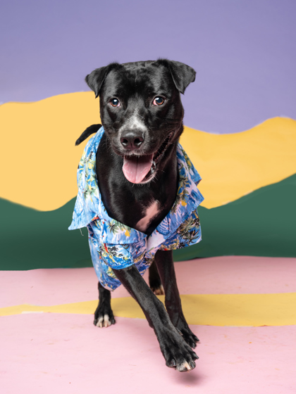 Jimmigoo, a Black Labrador Retriever (mix breed), available for adoption