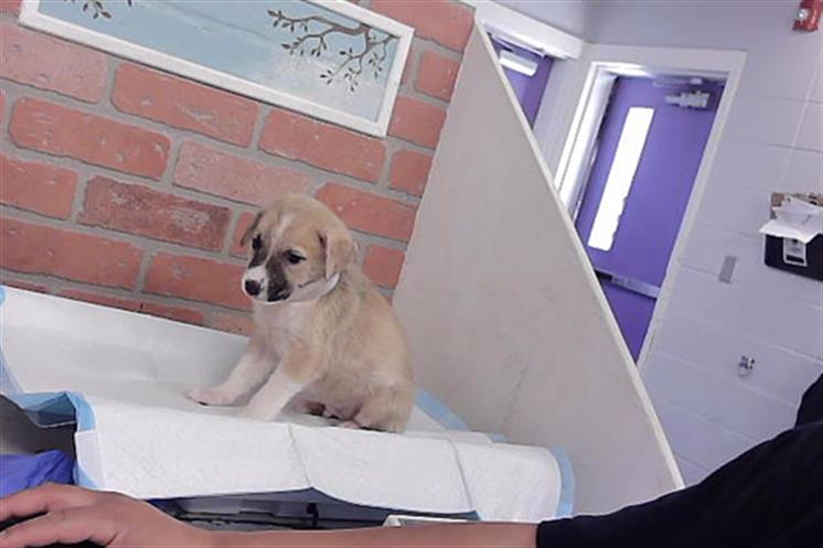 Other Photos of thie Dog