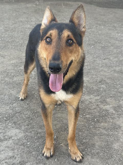 Kit, a German Shepherd, available for adoption