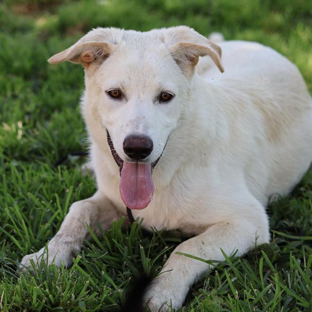 Albus, a Labrador Retriever, available for adoption