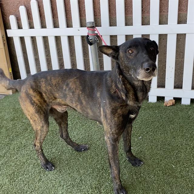 Braxton, a Dutch Shepherd, available for adoption