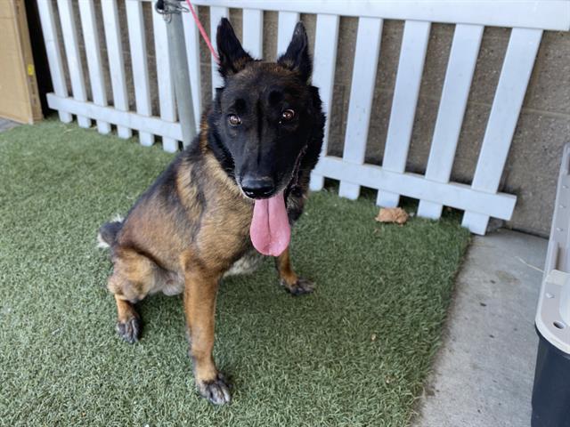 Hulk, a Belgian Shepherd Malinois, available for adoption